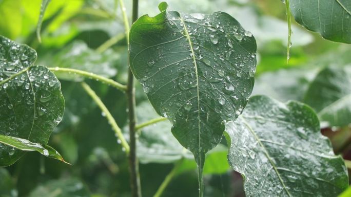 下雨中的菩提树