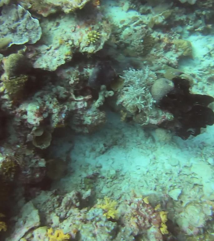 仙本那潜水——珊瑚2