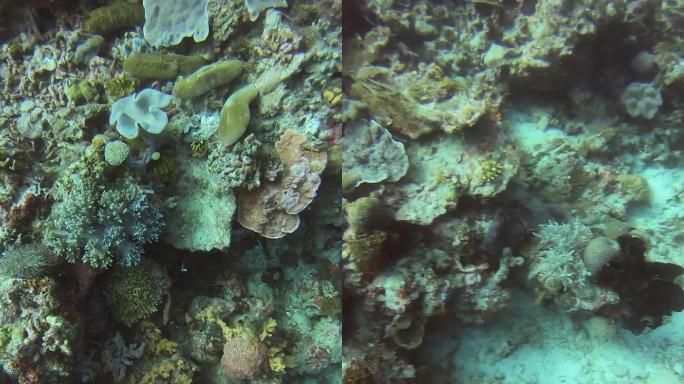 仙本那潜水——珊瑚2