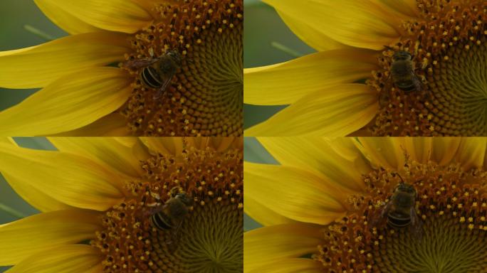4K蜜蜂采蜜向日葵黄色