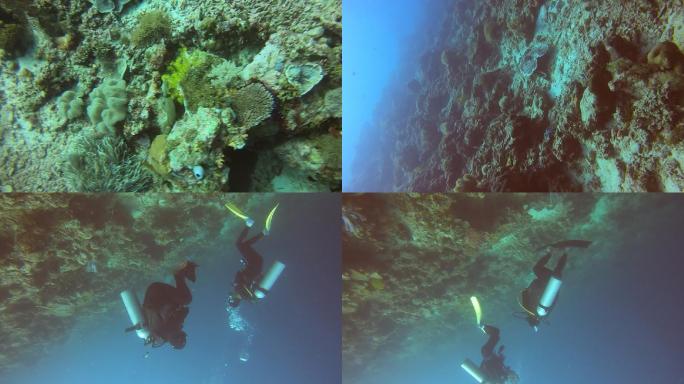 仙本那潜水——珊瑚1