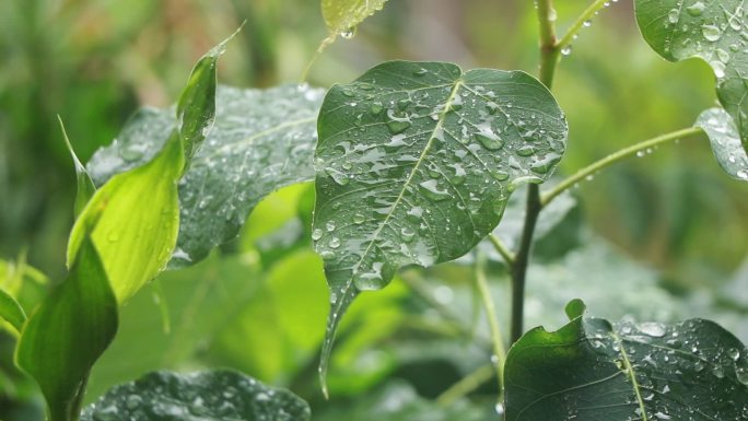 下雨中的菩提树