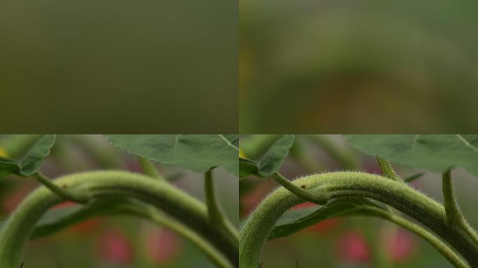 4K花茎绿色虚实宁静