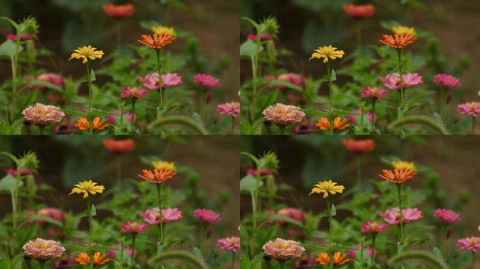 4K花丛狗尾草缤纷夏天