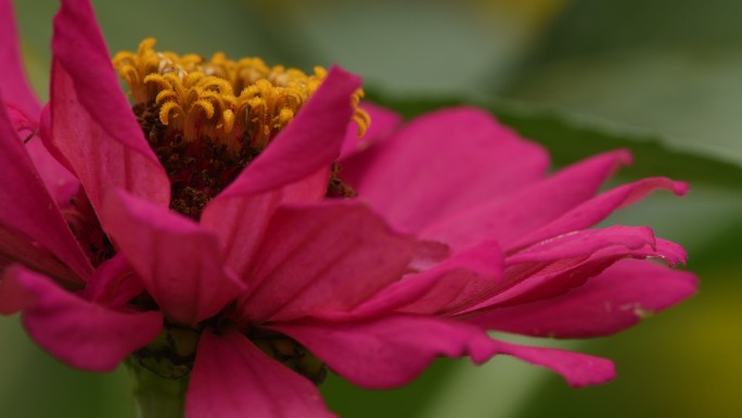 4K花心花蕊玫红特写