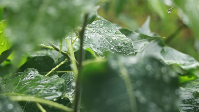 菩提树视频