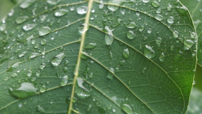 下雨中的菩提树