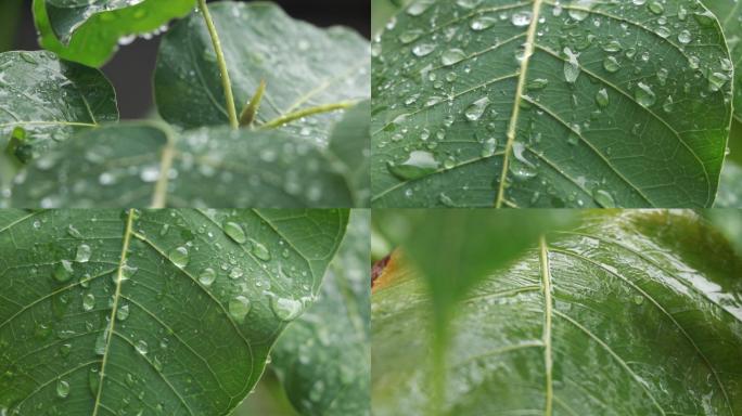 下雨中的菩提树