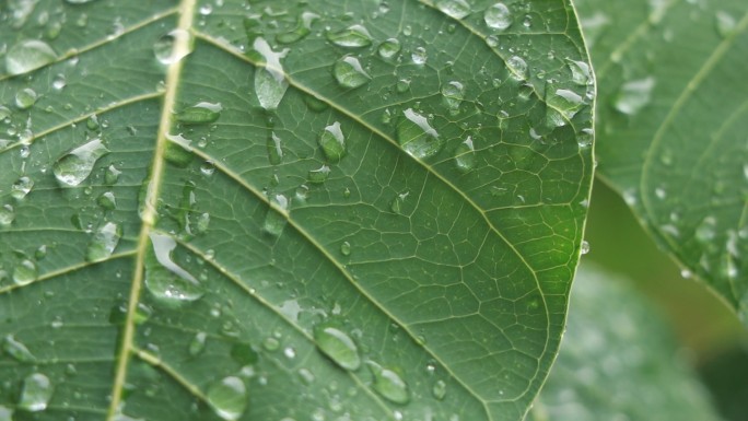 高清雨点打在菩提树叶上的视频