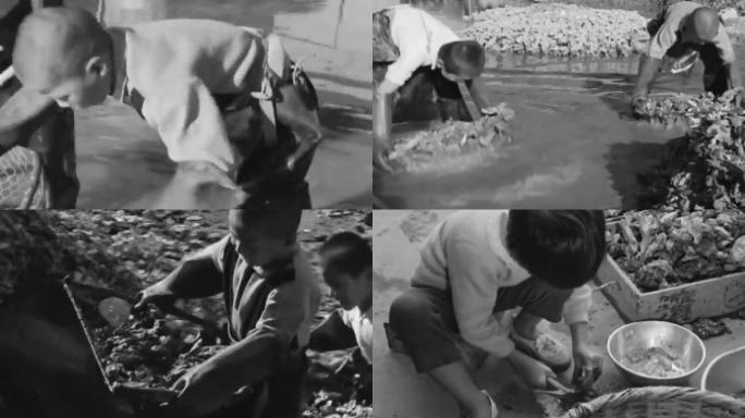 80年代农村辍学儿童教育打工清洗加工生蚝