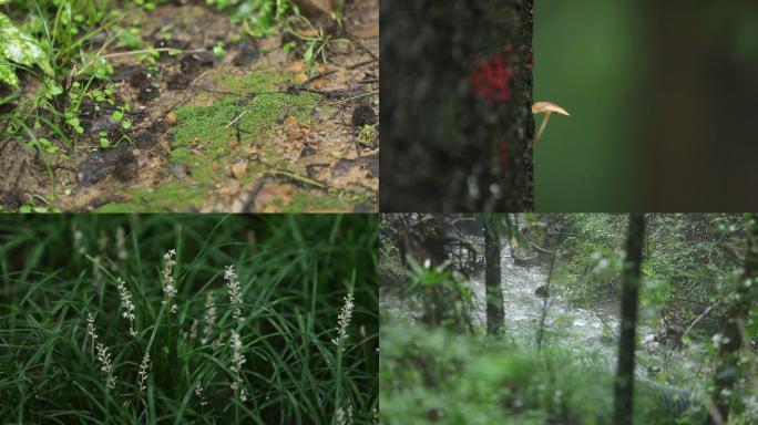 雨后树林特写空镜