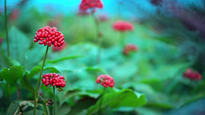 4K实拍东北人参地种植人参籽成熟