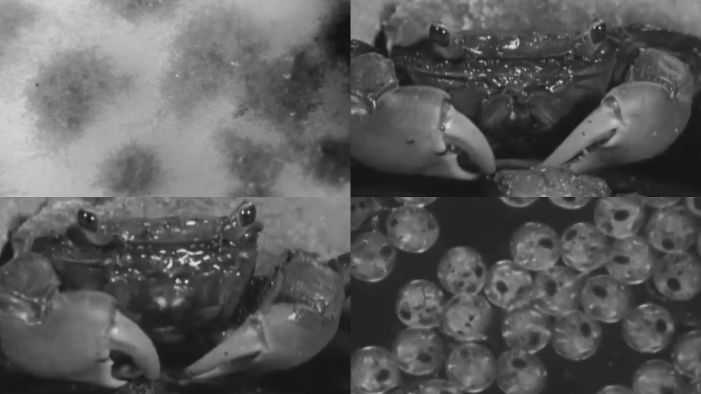 80年代海洋科研所海鲜扇贝螃蟹实验室试验