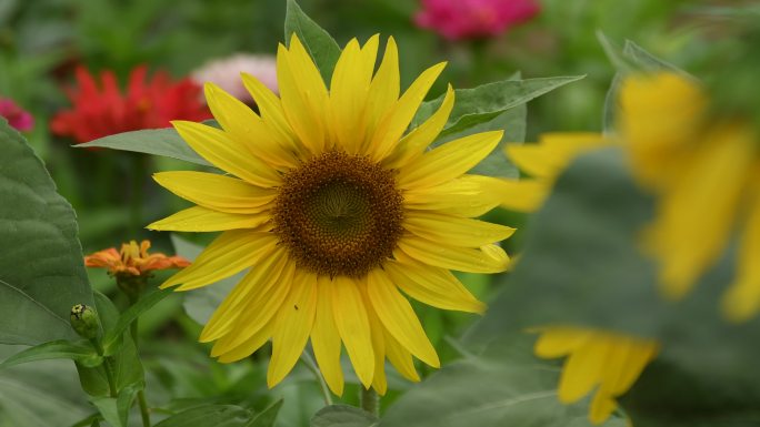 4K向日葵花丛夏天宁静