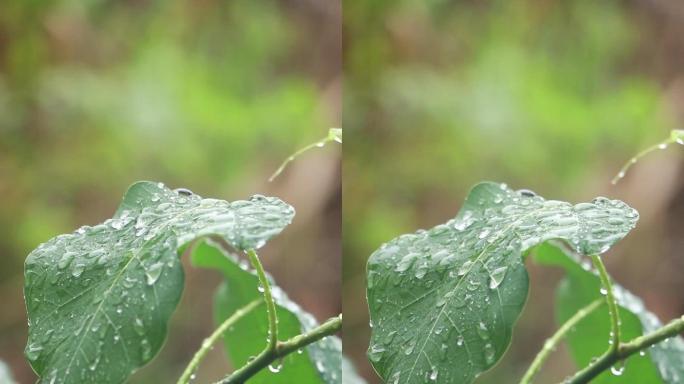 高清菩提树视频