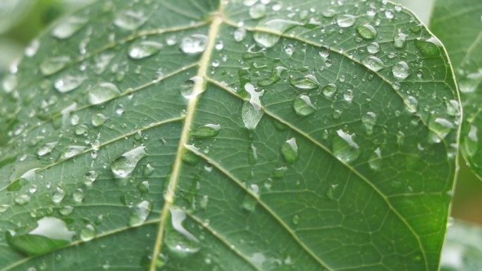 下雨中的菩提树