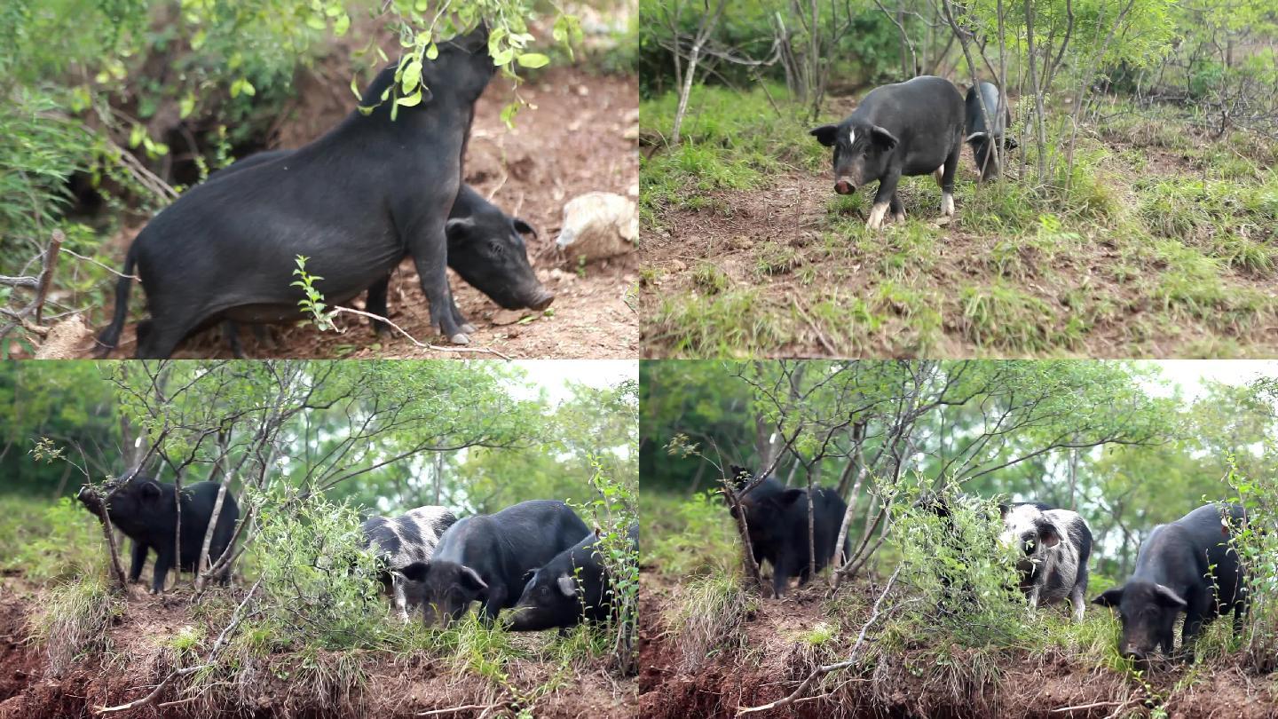 藏香猪--黑猪