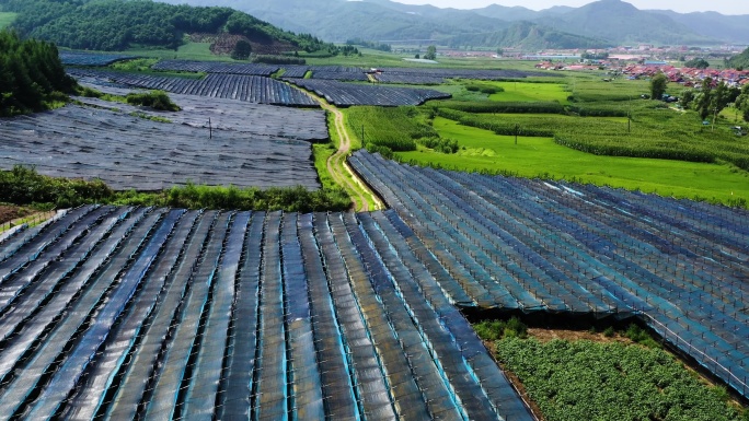 4K航拍东北人参种植基地2