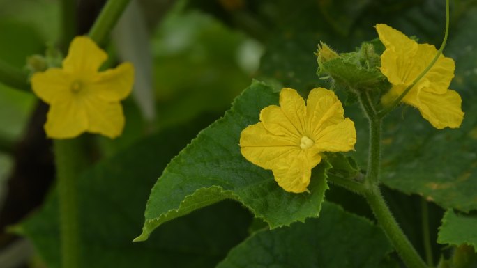 4K菜花黄花绿叶静谧