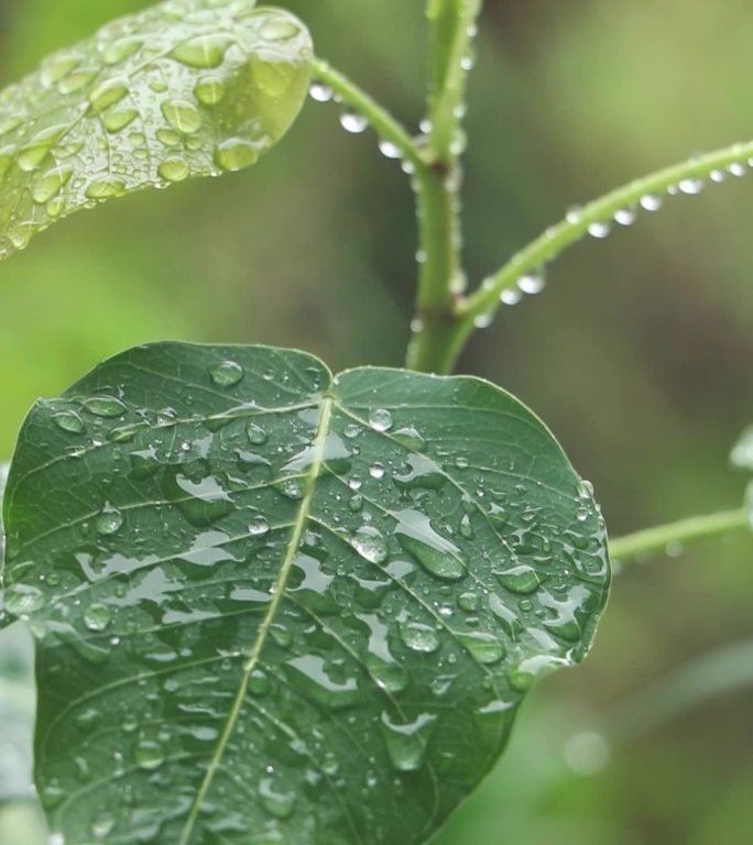 高清雨点打在菩提树叶上的视频