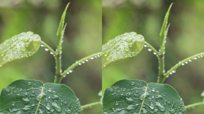 高清雨点打在菩提树叶上的视频