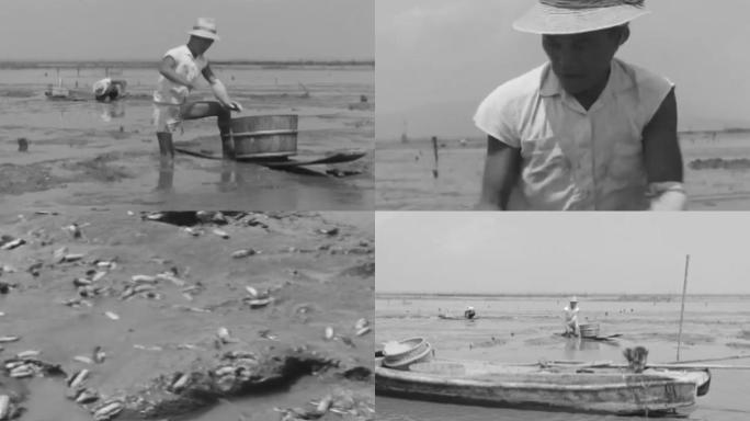 80年代渔民联产承包责任制海鲜养殖蛏子