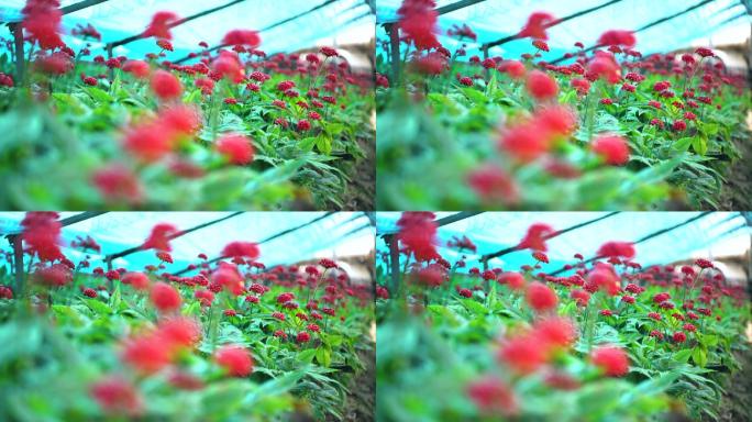 4K实拍东北人参地种植人参籽成熟