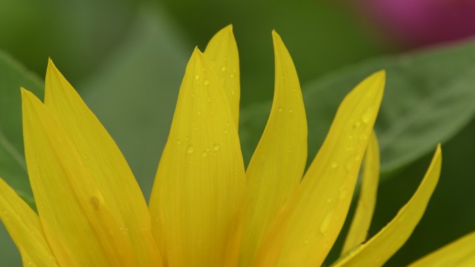 4K向日葵黄花黄色特写