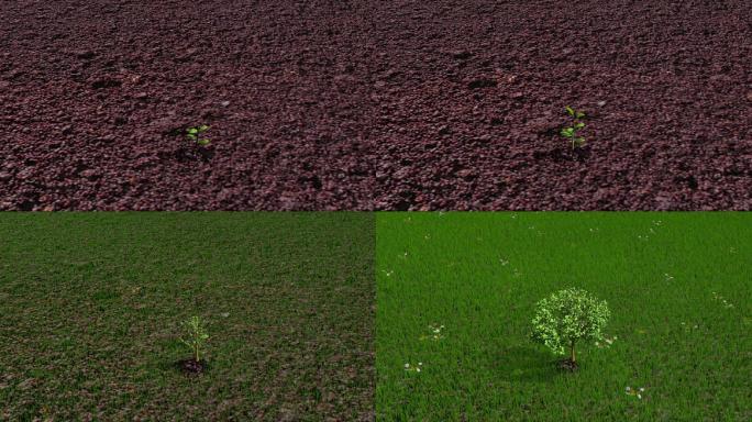 破土发芽生长的树草地动画