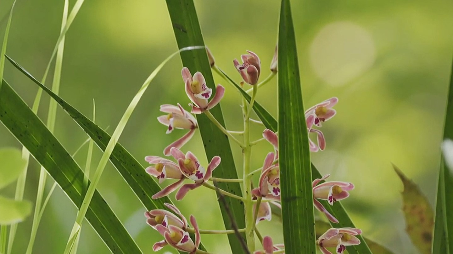 兰花兰草