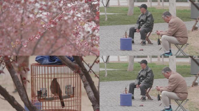 【4K】春天里幸福生活老年人养鸟人