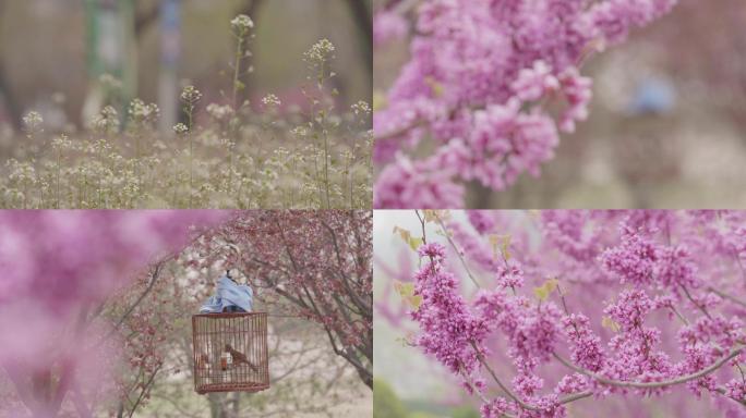 【4K】春天盛放的紫荆花