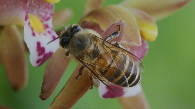 兰花兰草-蜜蜂
