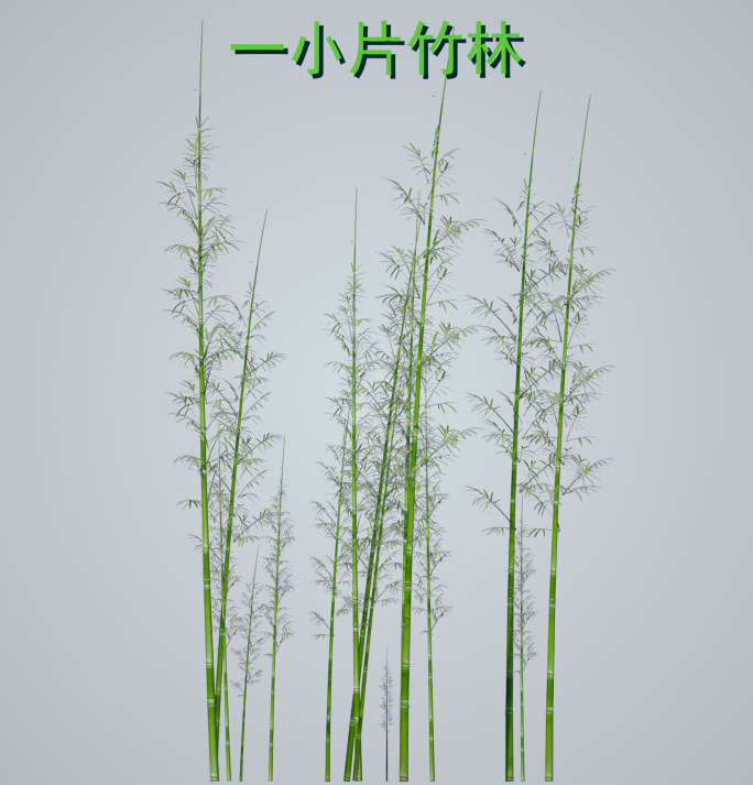 多样-竹子竹林