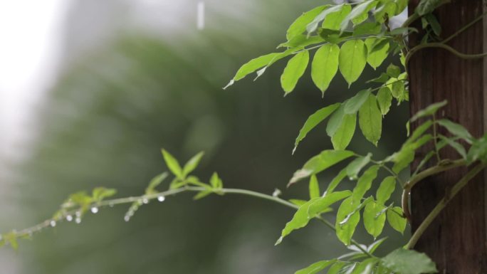 雨中景致雨绵绵小暑雨梅雨季节季唯美小清新