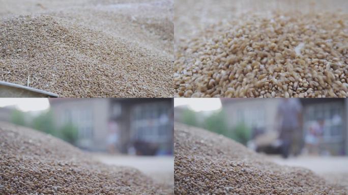 【原创】晾晒小麦
