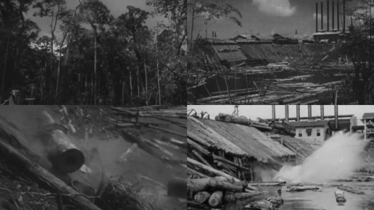 60年代伐木工木材运输木料破坏森林环境
