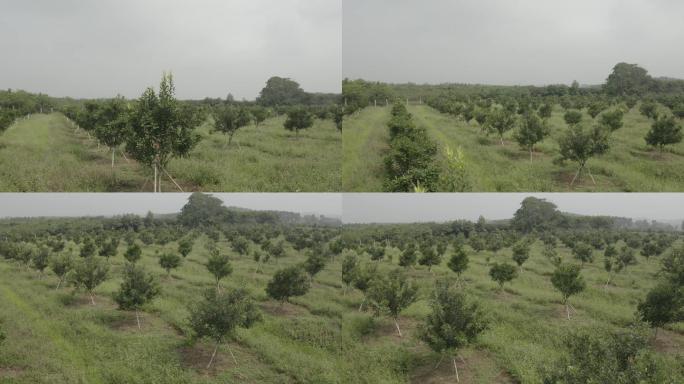 夏威夷坚果种植基地4Klog格式航拍