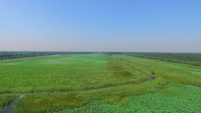 湿地公园生态荷花划船碧波章丘白云湖航拍