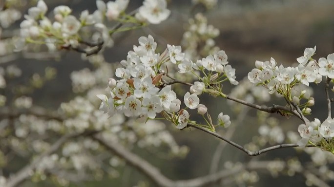 梨花