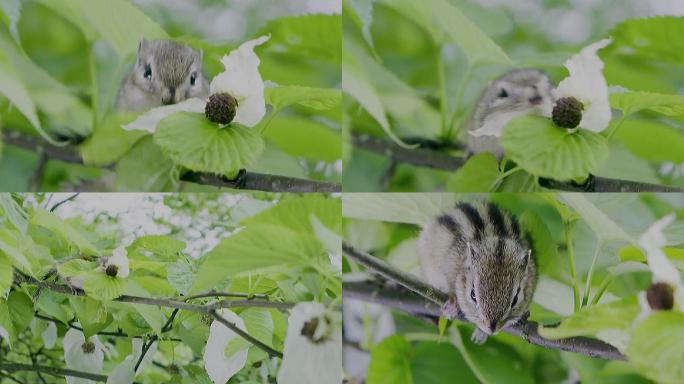 松鼠觅食珙桐树鸽子花