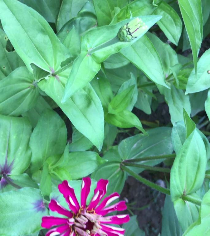 绿地植物花卉花朵背景视频