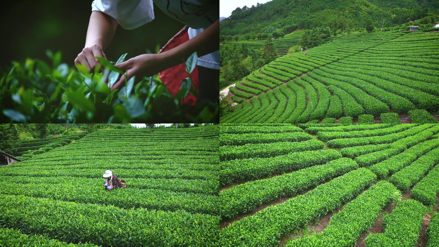 茶山采茶