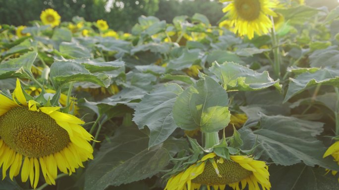 【原创】实拍葵花