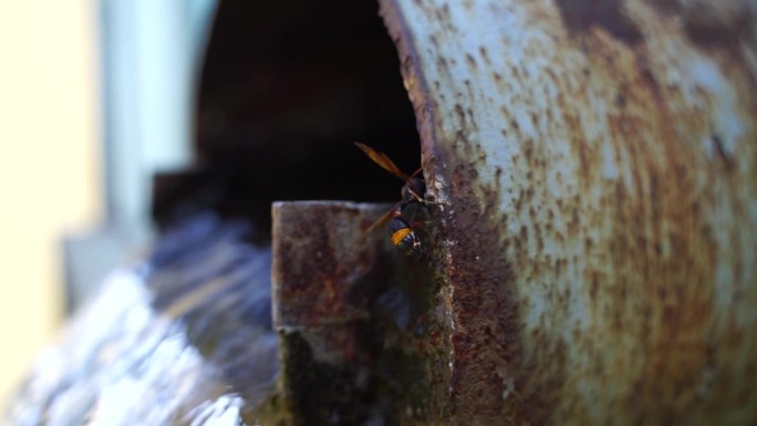 水流旁的马蜂黄蜂