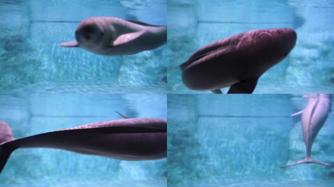 水下的江豚在游动