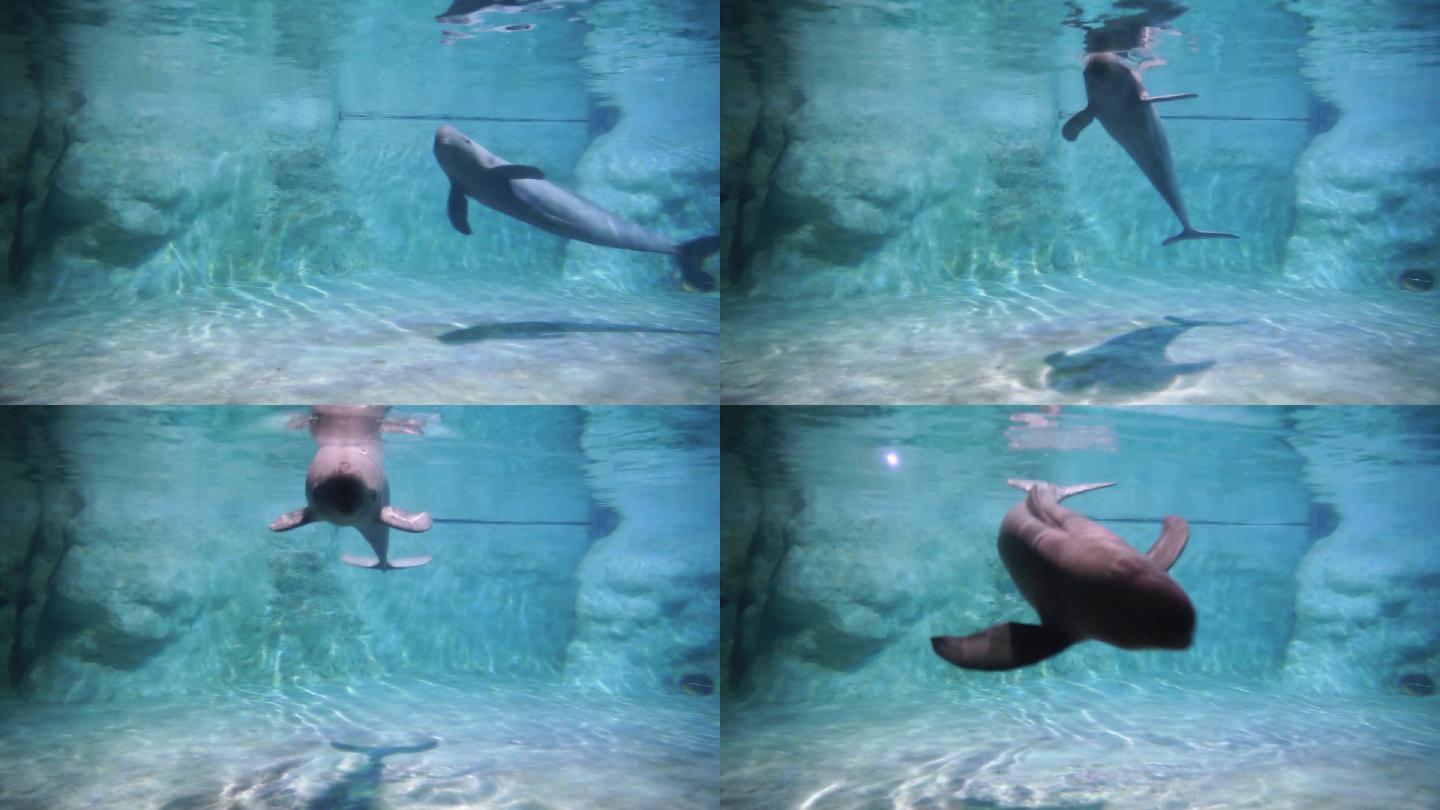 江豚在水下游动