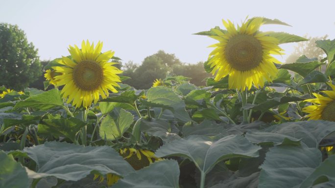 【原创】种植油葵