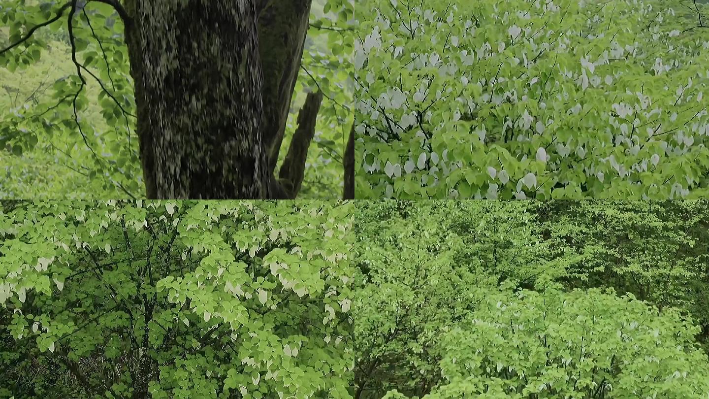 珙桐鸽子花树中国鸽子树01