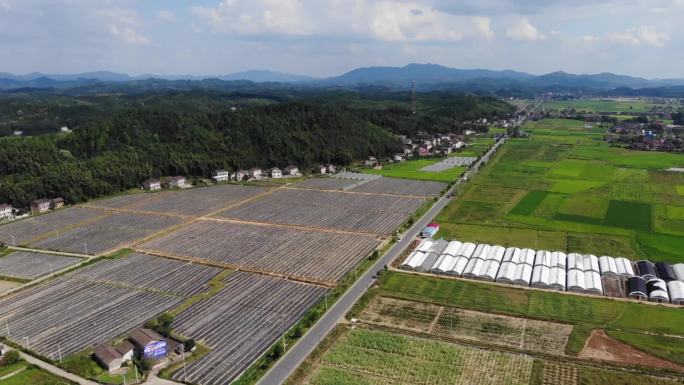 蔬菜、水果种植地航拍视频